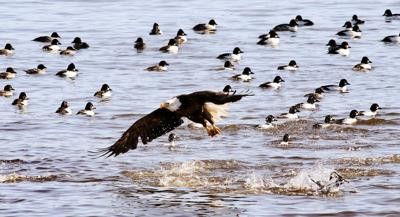 Don't Take Your Ducks to Eagles' School